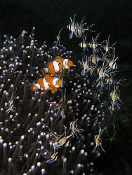 Clowns vs. Cardinals by Doug Anderson 